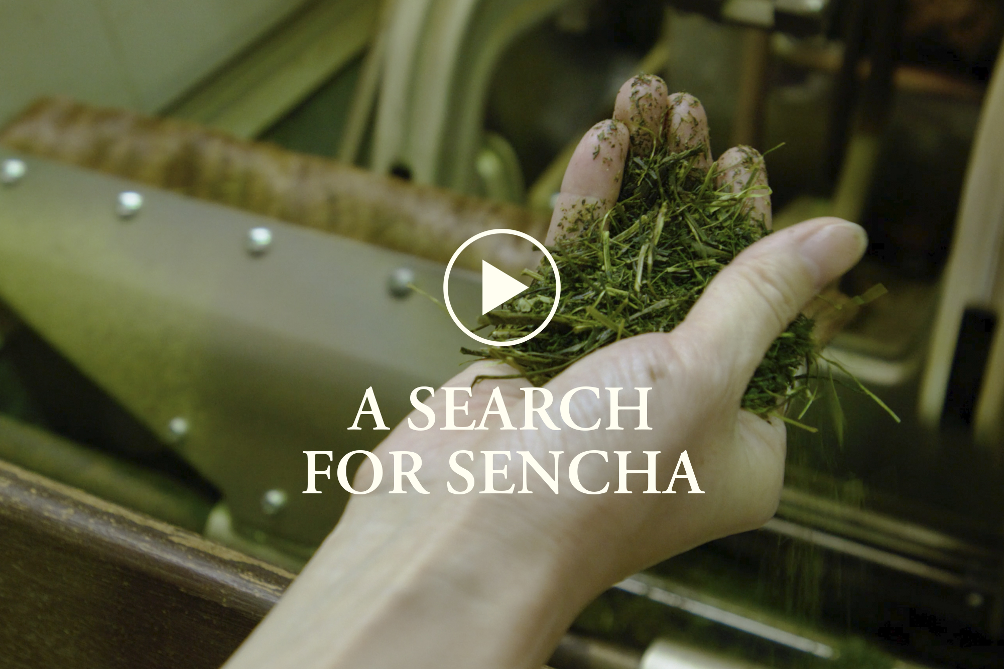 Sencha